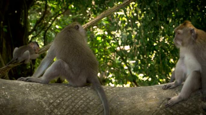 一只大欺负人的猴子在乌布 (Ubud) 离开时走过小猴子