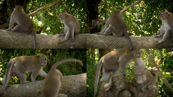 一只大欺负人的猴子在乌布 (Ubud) 离开时走过小猴子