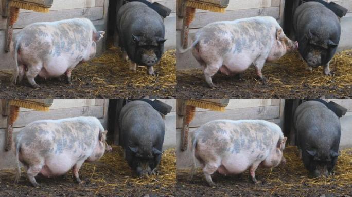 两只大腹便便的猪花斑猪圈养猪猪圈