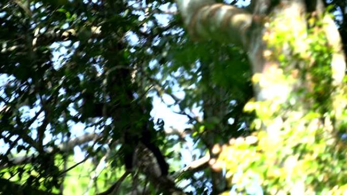 场景慢动作拍摄堆积的长臂猿早上在森林里跳跃，动物在野外