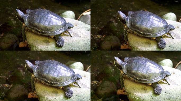 乌龟坐在水中的石头上4k慢动作60fps