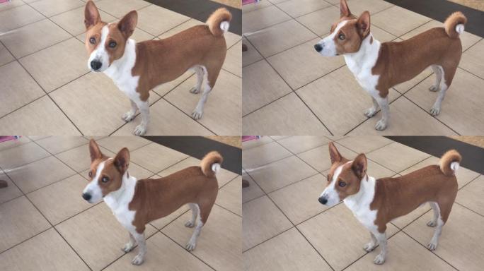 Basenji狗站在空房间的瓷砖地板上四处张望，就像问-有人在家吗？