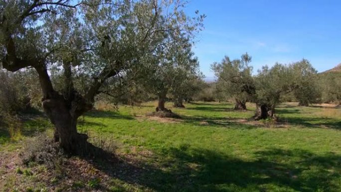 西班牙阳光明媚的日子里的橄榄树