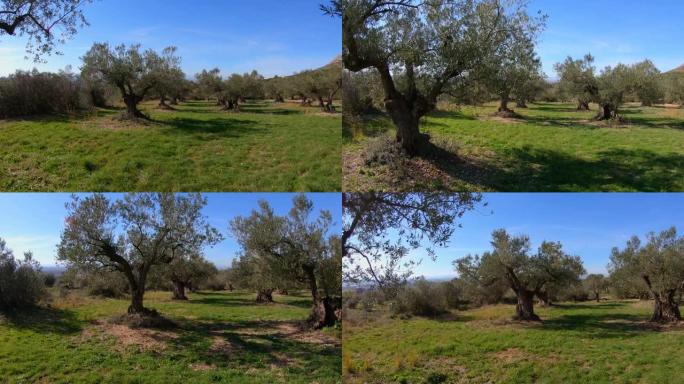 西班牙阳光明媚的日子里的橄榄树