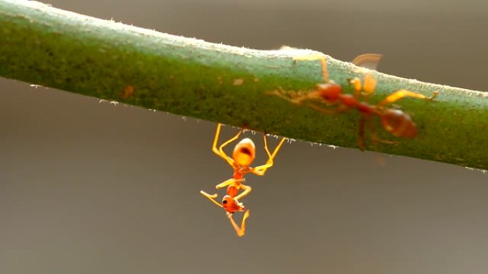 蚜虫和蚂蚁在树枝上攀爬