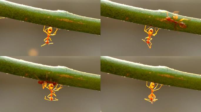 蚜虫和蚂蚁在树枝上攀爬