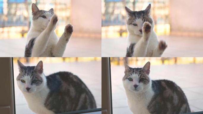 猫拼命想进来扒窗户宠物猫爪子
