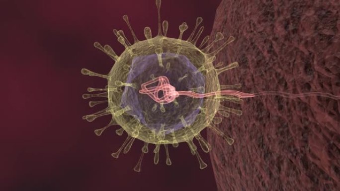 新型冠状病毒肺炎攻击细胞