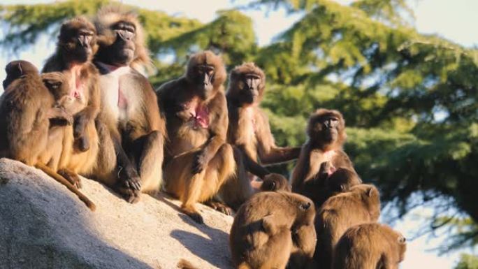 出血心猴组猩猩狒狒野生动物