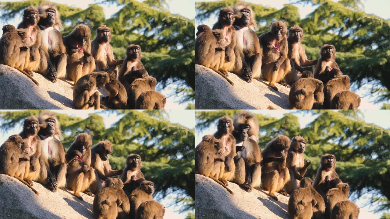 出血心猴组猩猩狒狒野生动物