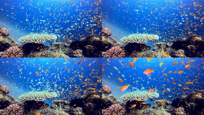 水下多彩场景海洋世界