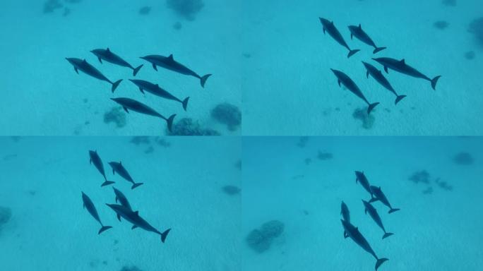 一群五只海豚排成两列，排成一条平坦的线，慢慢地游过沙底。飞旋海豚，水下拍摄，俯视图。红海，萨塔亚礁(