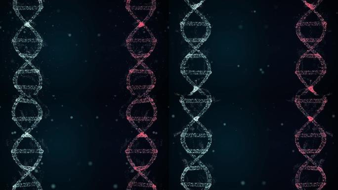 3D全息图显示了x和y染色体在红色和蓝色空间中旋转的雌性和雄性dna。