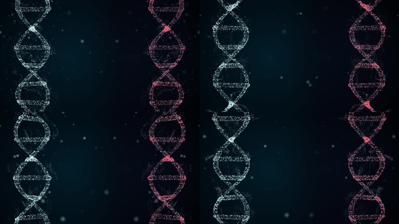 3D全息图显示了x和y染色体在红色和蓝色空间中旋转的雌性和雄性dna。