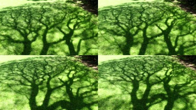 树的阴影延时生长时间通过树的生长