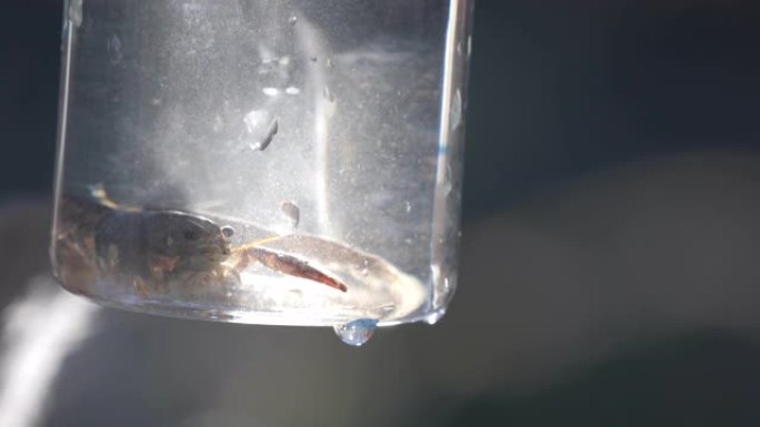 动物学家观看实验室玻璃器皿中淡水小龙虾的特写镜头