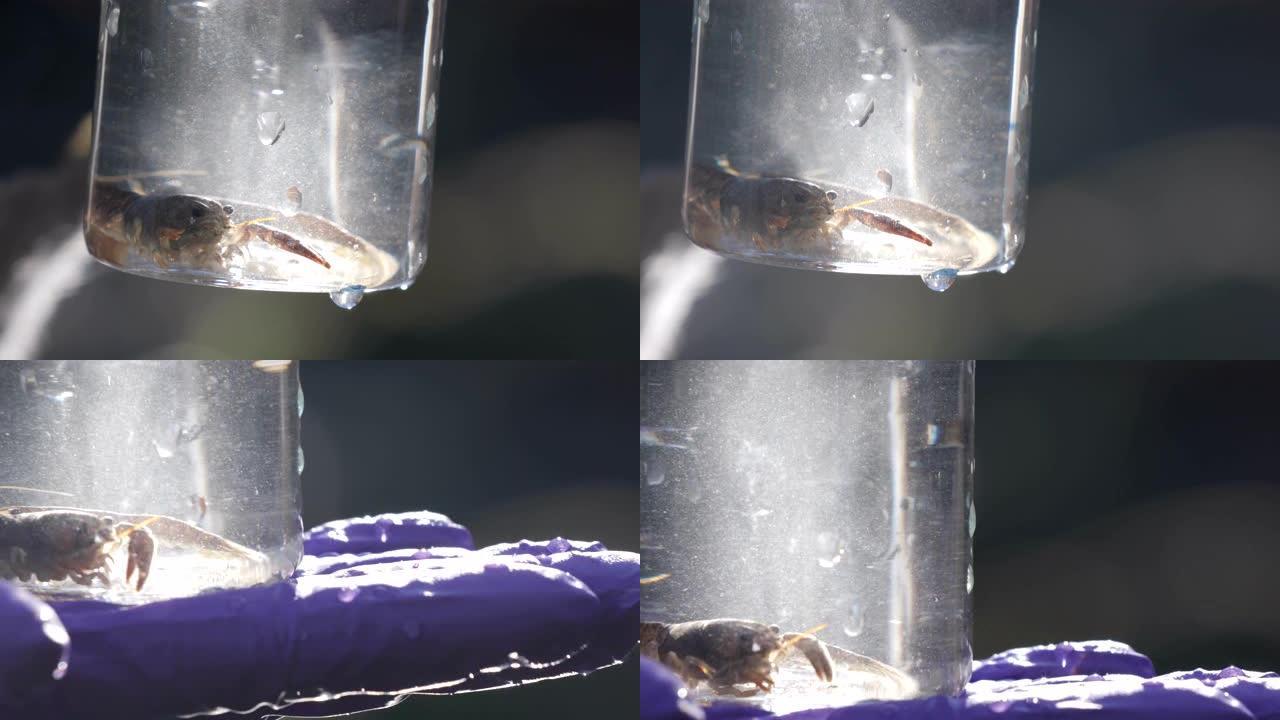 动物学家观看实验室玻璃器皿中淡水小龙虾的特写镜头
