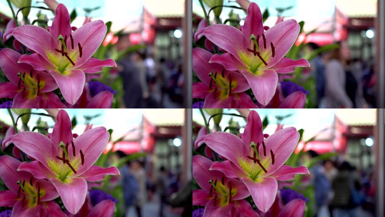 粉红百合用于亚洲寺庙的祭祀。模糊的背景是崇拜者。主题在左边。