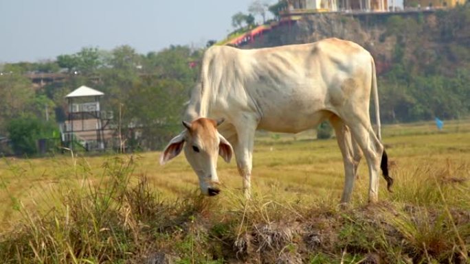白牛在农场吃草。白牛在农场吃草