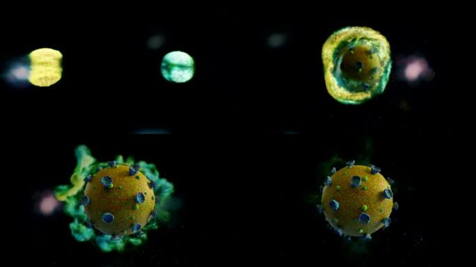 冠状病毒创造动态演示病毒病毒分析科学研究