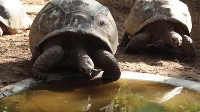 在印度洋发现的世界上最大的乌龟一只成年的亚达伯拉巨型乌龟正在用舌头喝水