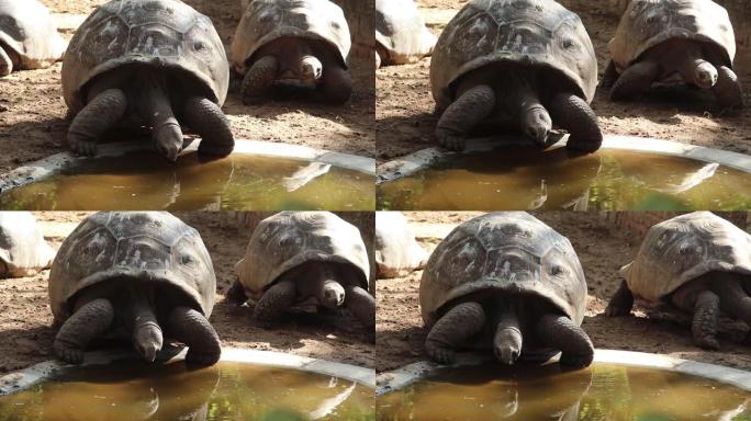 在印度洋发现的世界上最大的乌龟一只成年的亚达伯拉巨型乌龟正在用舌头喝水