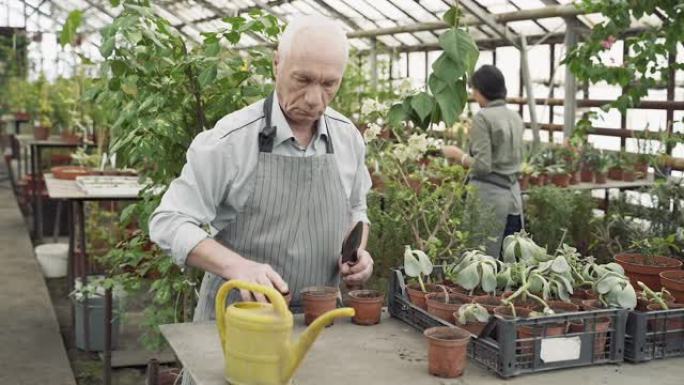 老年男性农民在温室里种植新植物。园艺、农耕和农业的概念。