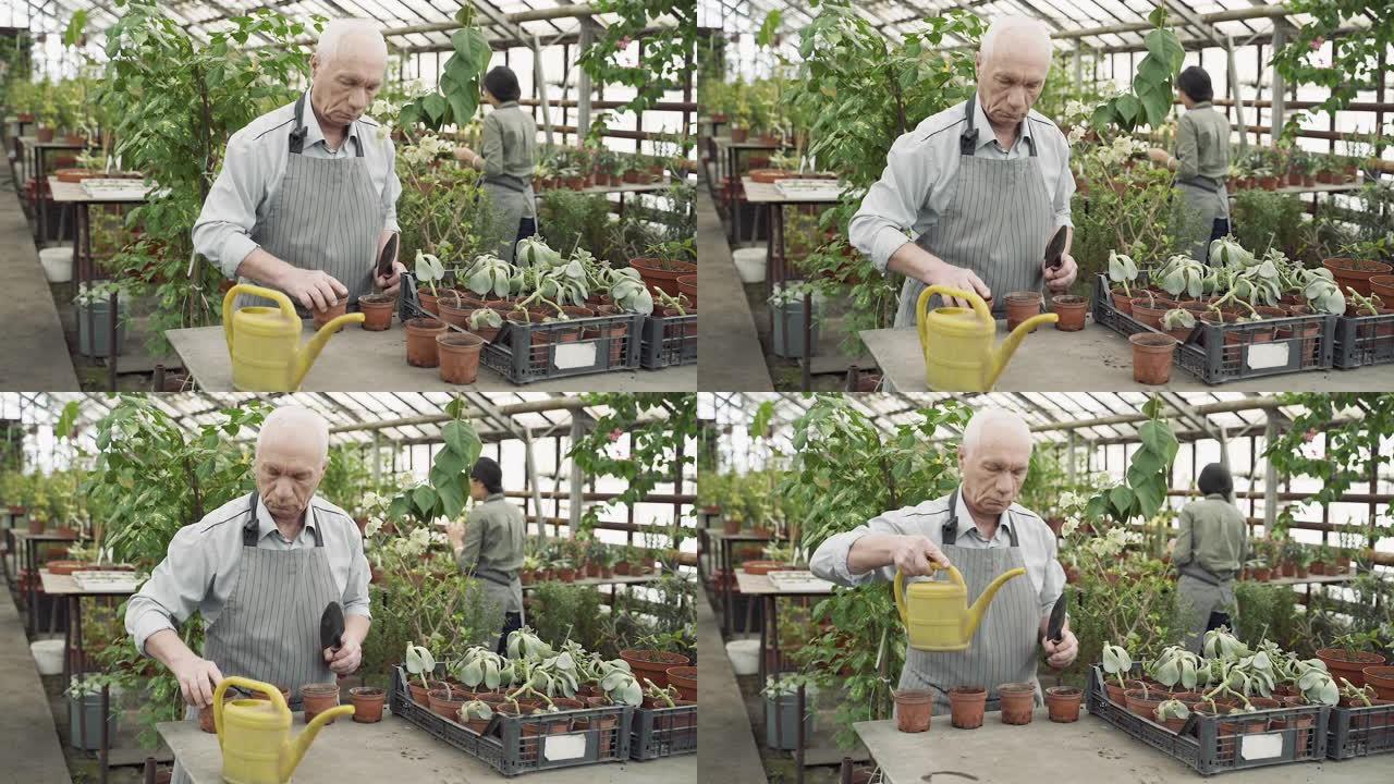 老年男性农民在温室里种植新植物。园艺、农耕和农业的概念。