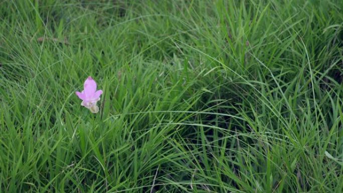 暹罗郁金香花的特写镜头