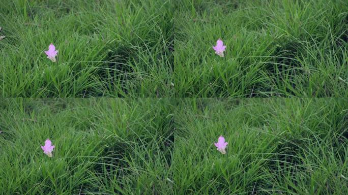 暹罗郁金香花的特写镜头