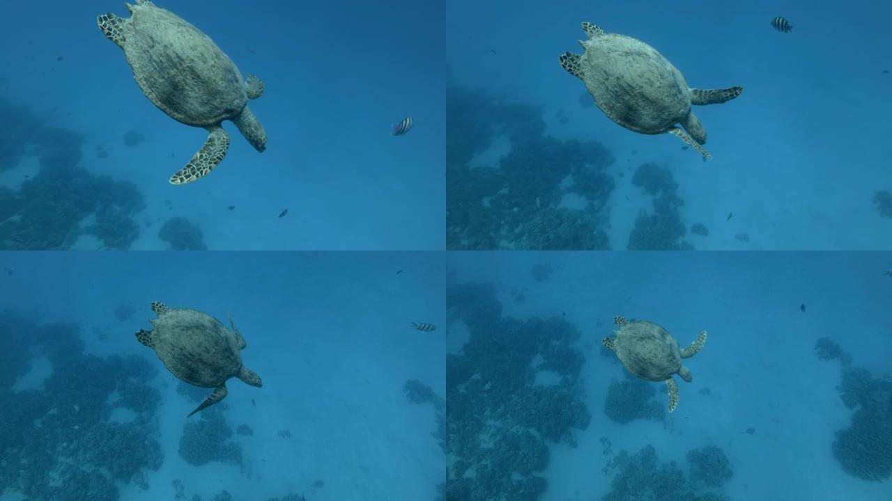 玳瑁在蓝色的水中慢慢潜水。慢动作，顶视图