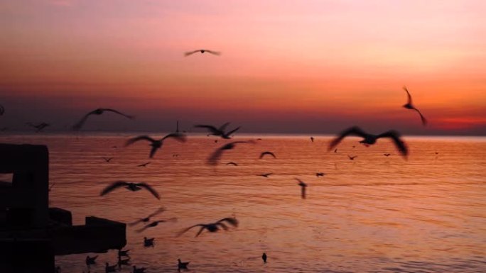 美丽的日落，海鸥飞来飞去。暮光之城。魔法时刻。黄金时段。和平。休假时间。剪影海鸥。潘射