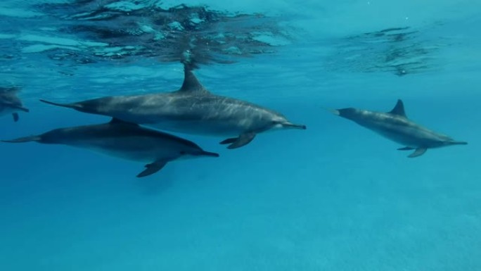 海豚家族在蓝色的水面下慢慢游泳。慢动作，特写，水下镜头。非洲埃及马萨阿拉姆的红海旋转海豚 (Sten