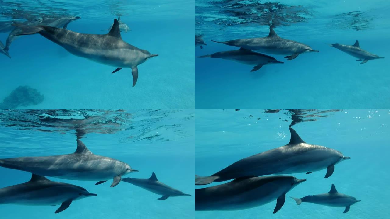 海豚家族在蓝色的水面下慢慢游泳。慢动作，特写，水下镜头。非洲埃及马萨阿拉姆的红海旋转海豚 (Sten