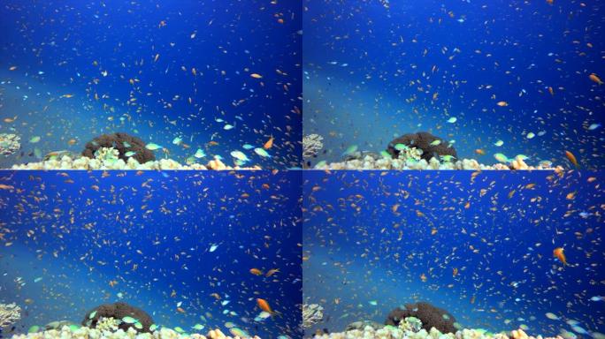 热带水下鱼礁海底探险珊瑚礁景观热带鱼群