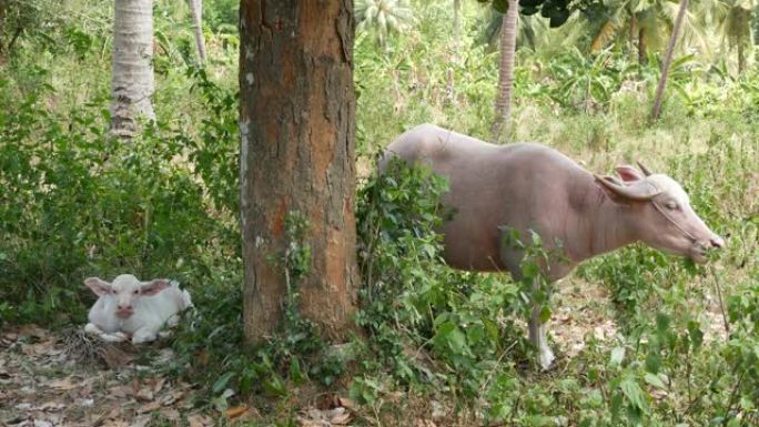 绿色植被中的白化水牛。大型维护良好的公牛在绿色植物中放牧，这是泰国椰子棕榈种植园的典型景观。农业概念