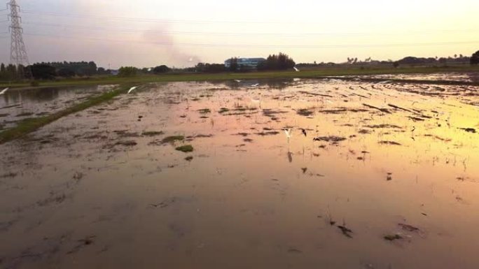 日落时分稻田的无人机视图