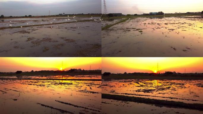 日落时分稻田的无人机视图