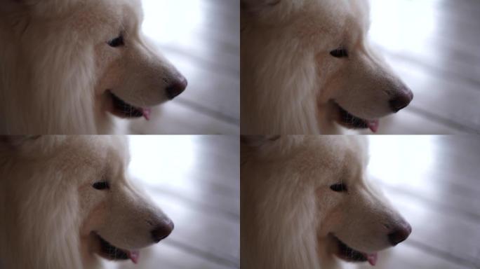 萨摩耶犬的白色蓬松狗的脸部特写