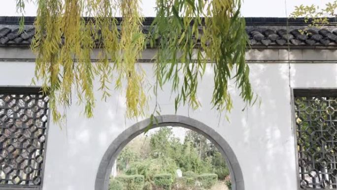 花园中的柳枝白墙灰瓦拱门中式园林