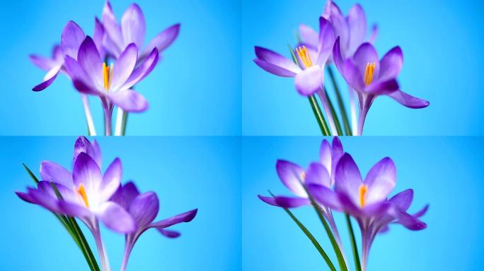 春季紫色小番红花孤立在蓝色背景