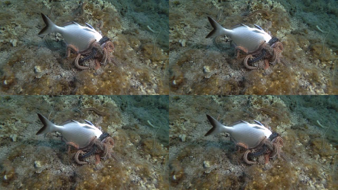 一群火虫吃死鱼。胡须火虫 (Hermodice carunculata) 水下射击。地中海，欧洲。