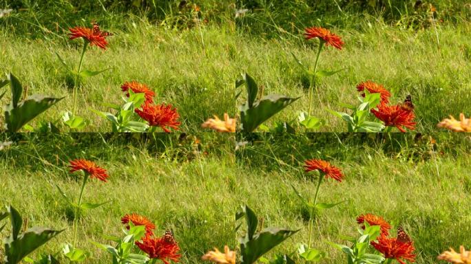 蝴蝶在草地上觅食并从一朵花飞到另一朵花
