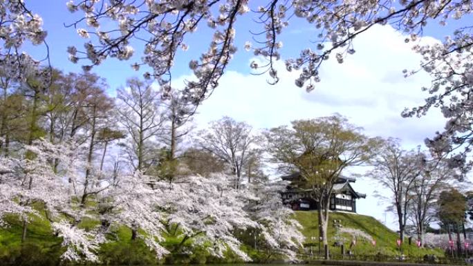 日本新潟县的高田公园樱花林。