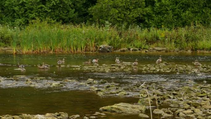 各种各样的鸭子在森林线附近的浅水河中休息