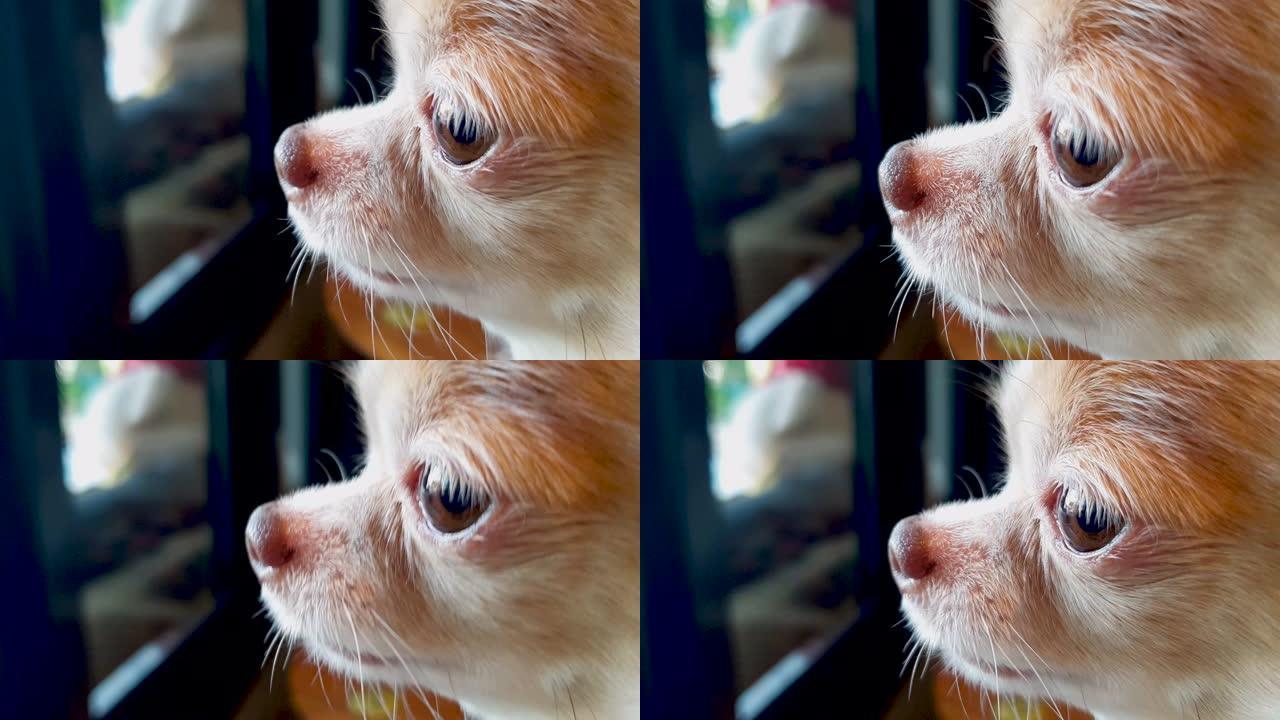 吉娃娃狗看着窗外吉娃娃狗看着窗外