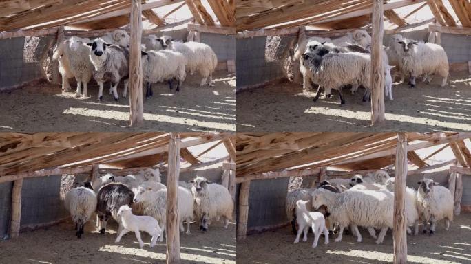 绵羊和羊圈中的羔羊