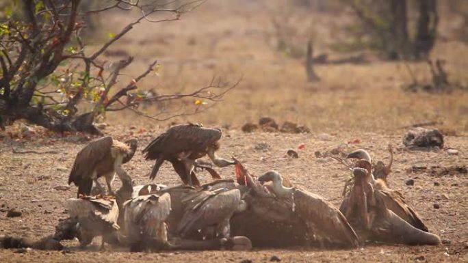 拉佩特在南非克鲁格国家公园面对秃鹰和白背秃鹰