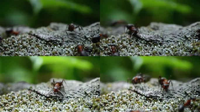 蚂蚁穿过苔藓并为蚁丘运送建筑材料的宏观视频