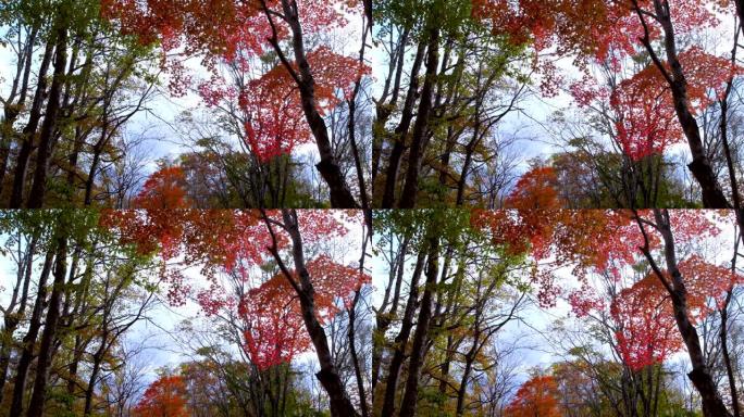秋天的颜色秋日森林